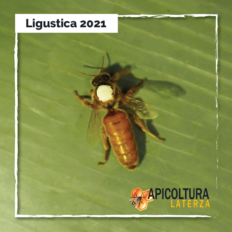 ape ligustica