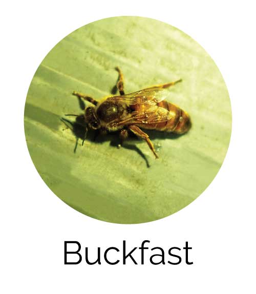ape regina buckfast