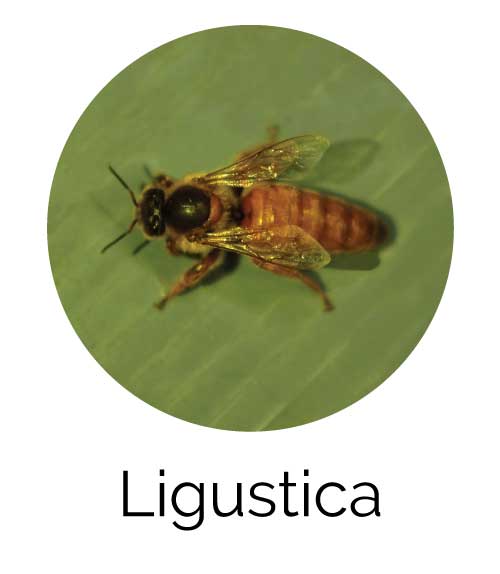 ape regina ligustica