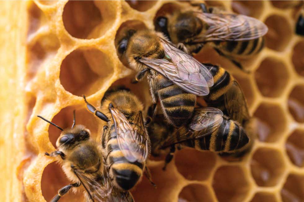 cleaning the hive