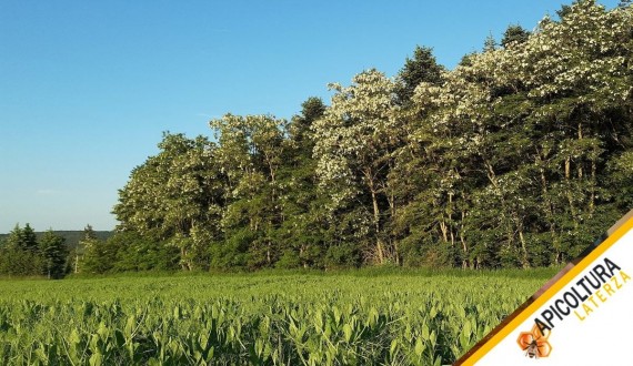 Calendario delle Fioriture: Pianificare l'Anno sul Tuo Raggio di Volo